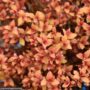 Spirea – Poprocks™ Rainbow Fizz™ – #2 Container